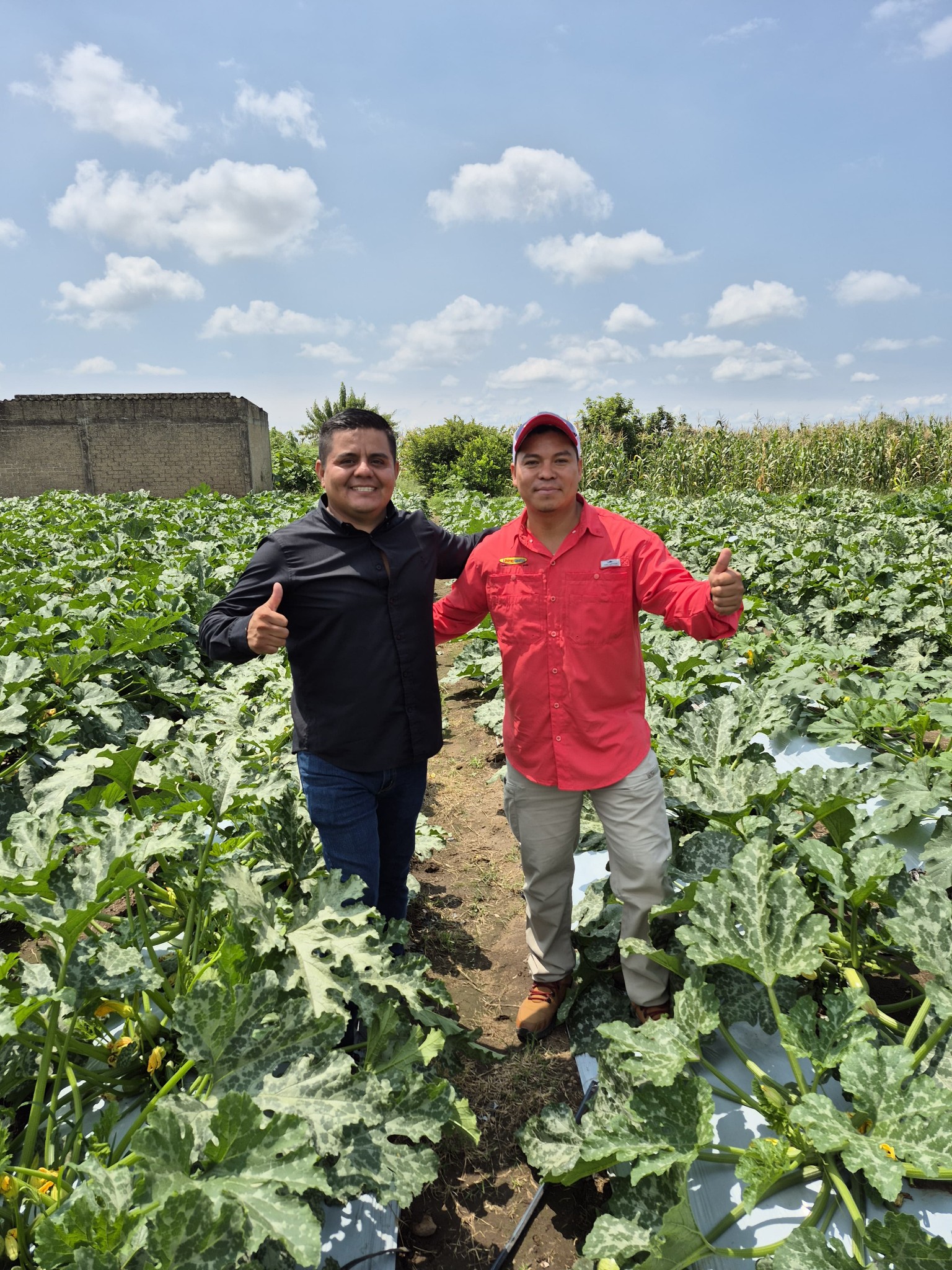 Cosecha y producto